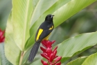 Black-cowled Oriole by Mick Dryden