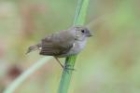 Black-faced Grassquit by Mick Dryden Black-faced Grassquit by Mick Dryden
