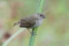 Black-faced Grassquit by Mick Dryden