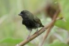 Black-faced Grassquit by Mick Dryden