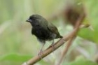 Black-faced Grassquit by Mick Dryden Black-faced Grassquit by Mick Dryden