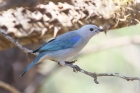 Blue-gray Tanager by Mick Dryden