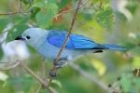 Blue-grey Tanager by Mick Dryden