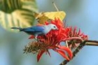 Blue-grey Tanager by Mick Dryden