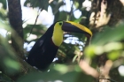 Black-mandibled Toucan by Mick Dryden