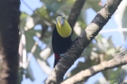 Black-mandibled Toucan by Mick Dryden