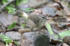 Buff-rumped Warbler by Mick Dryden Buff-rumped Warbler by Mick Dryden