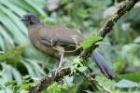 Rufous-vented Chachalaca by Mick Dryden