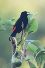 Cherrie's Tanager by Mick Dryden