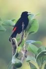 Cherrie's Tanager by Mick Dryden Cherrie's Tanager by Mick Dryden