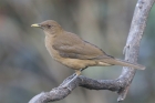 Clay-colored Thrush by Mick Dryden