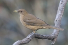 Clay-colored Thrush by Mick Dryden Clay-colored Thrush by Mick Dryden