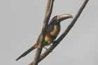 Collared Aracari by Mick Dryden