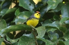 Collared Redstart by Mick Dryden