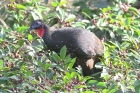 Crested Guan by Mick Dryden Crested Guan by Mick Dryden