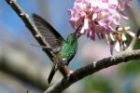 Copper-rumped Hummingbird by Mick Dryden