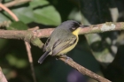 Common Tody-Flycatcher by Mick Dryden Common Tody-Flycatcher by Mick Dryden