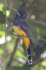 Gartered Trogon by Mick Dryden Gartered Trogon by Mick Dryden