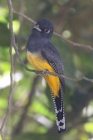 Gartered Trogon by Mick Dryden