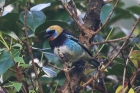 Golden-hooded Tanager by Mick Dryden