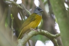 Gray-headed Tanager by Mick Dryden Gray-headed Tanager by Mick Dryden