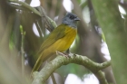 Gray-headed Tanager by Mick Dryden