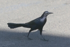 Great-tailed Grackle by Mick Dryden
