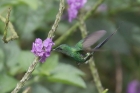 Green Thorntail by Mick Dryden