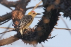 Hoffmann's Woodpecker by Mick Dryden