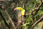 Keel-billed Toucan by Mick Dryden