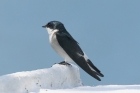 Mangrove Swallow by Mick Dryden