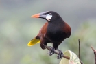 Montezuma's Oropendola by Mick Dryden