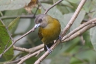 Passerini's Tanager by Mick Dryden