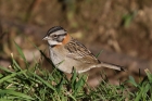 Rufous-collared Sparrow by Mick Dryden