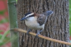 Rufous-naped Wren by Mick Dryden Rufous-naped Wren by Mick Dryden