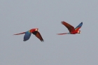 Scarlet Macaws by Mick Dryden