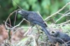 Smooth-billed Ani by Mick Dryden