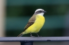 Social Flycatcher by Mick Dryden Social Flycatcher by Mick Dryden
