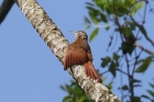 Streak-headed Woodcreeper by Mick Dryden Streak-headed Woodcreeper by Mick Dryden