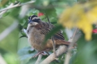 Stripe-headed Sparrow by Mick Dryden