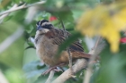 Stripe-headed Sparrow by Mick Dryden Stripe-headed Sparrow by Mick Dryden