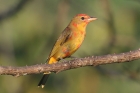 Summer Tanager by Mick Dryden