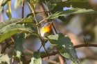 Tropical Parula by Mick Dryden