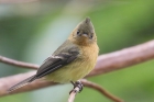 Tufted Flycatcher by Mick Dryden