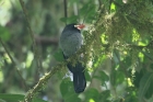 White-fronted Nunbird by Mick Dryden