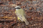 White-ringed Flycatcher by Mick Dryden