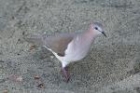 White-tipped Dove by Mick Dryden White-tipped Dove by Mick Dryden