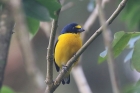 Yellow-throated Euphonia by Mick Dryden
