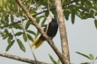 Crested Oropendola by Mick Dryden