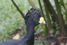 Great Curassow by Mick Dryden